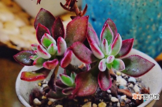 锦晃星开花后从哪里剪