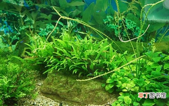 【水草】水草怎么养,水草能产生氧气吗