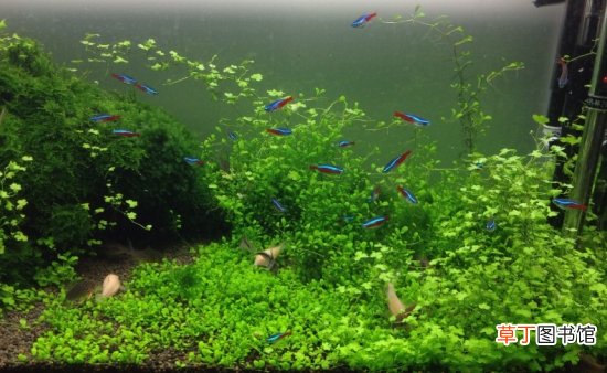 【水草】水草怎么养,水草能产生氧气吗