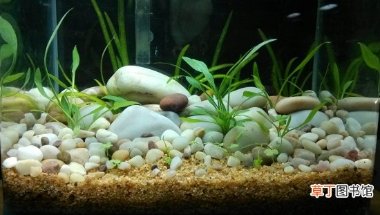 【水草】水草怎么养,水草能产生氧气吗