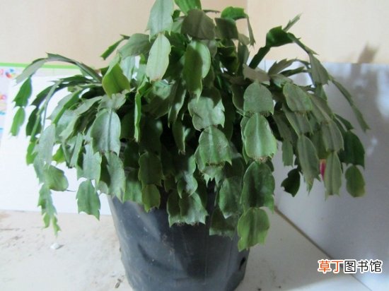 假昙花叶子发蔫的原因