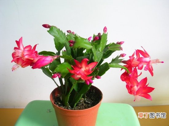 假昙花叶子发蔫的原因