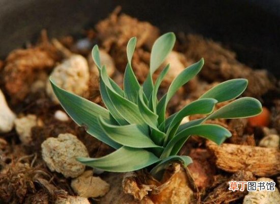 【螺旋草/弹簧草】螺旋草是什么，螺旋草的价值