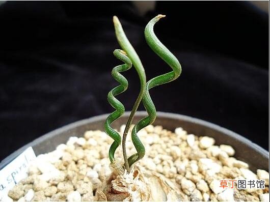 【螺旋草/弹簧草】螺旋草是什么，螺旋草的价值