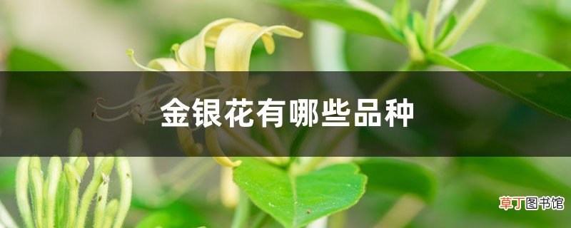 金银花有哪些品种