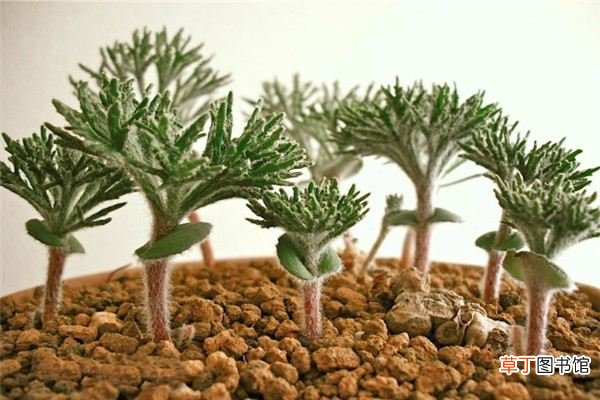 多肉植物雾冰玉怎么养