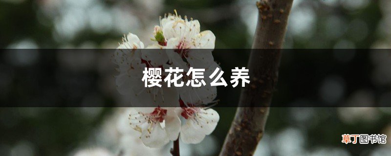 樱花怎么养