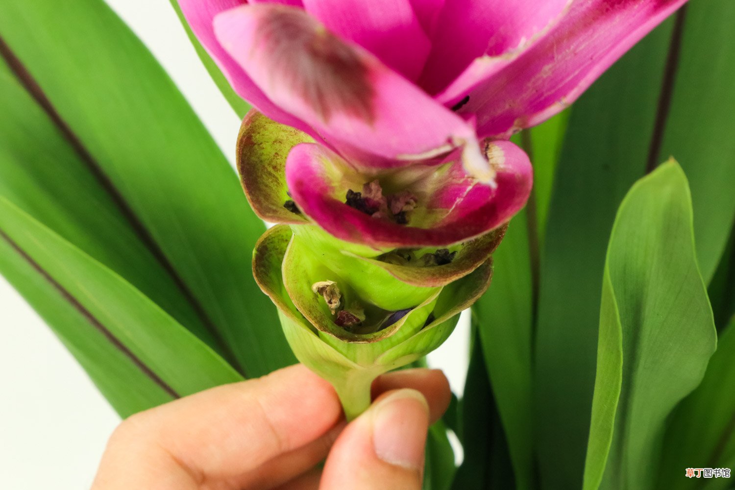 盆栽姜荷花怎么养