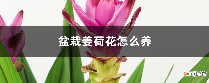 盆栽姜荷花怎么养