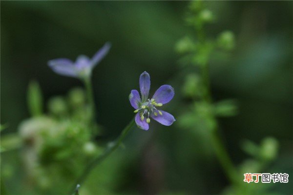 还亮草什么时候开花