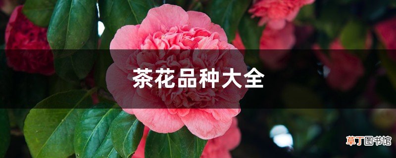 茶花品种大全