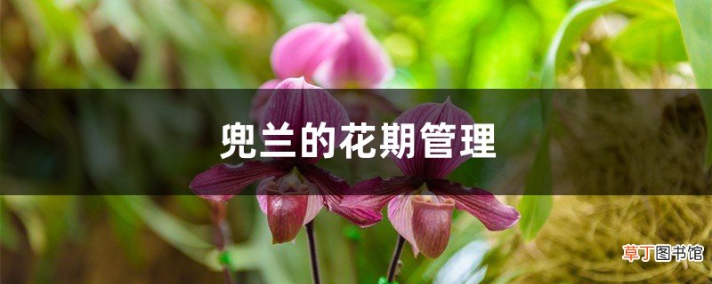 兜兰的花期管理-花百科