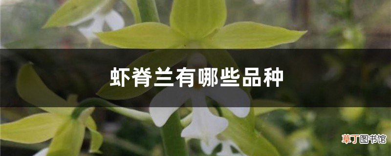 虾脊兰有哪些品种