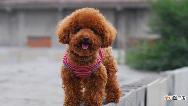 泰迪是什么梗