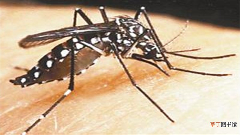 哪些是病媒生物