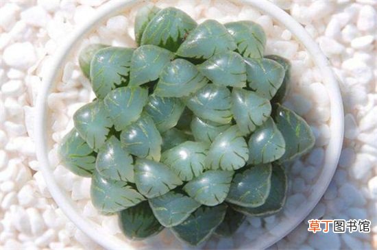冰灯玉露冬季怎么养