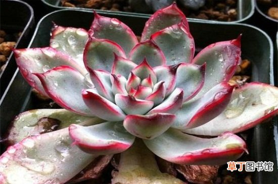 花月夜的家庭养殖方法和注意事项