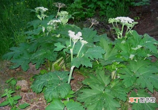 【白芷】白芷的功效与作用