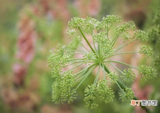【白芷】白芷的功效与作用