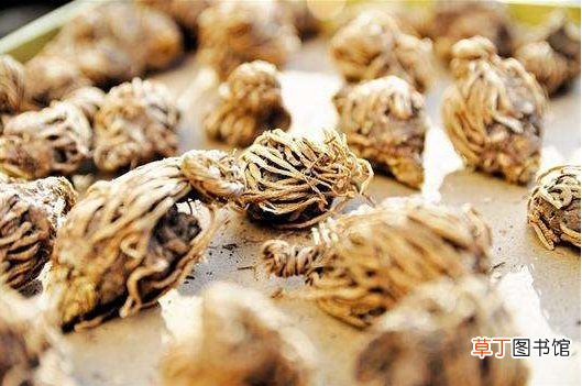 【龙胆草】龙胆草的功效和作用