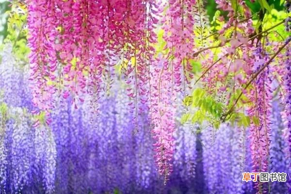 这辈子一定要种面花墙，这19种植物再合适不过了
