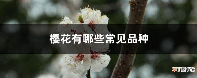 樱花有哪些常见品种