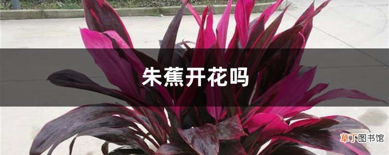 朱蕉开花吗