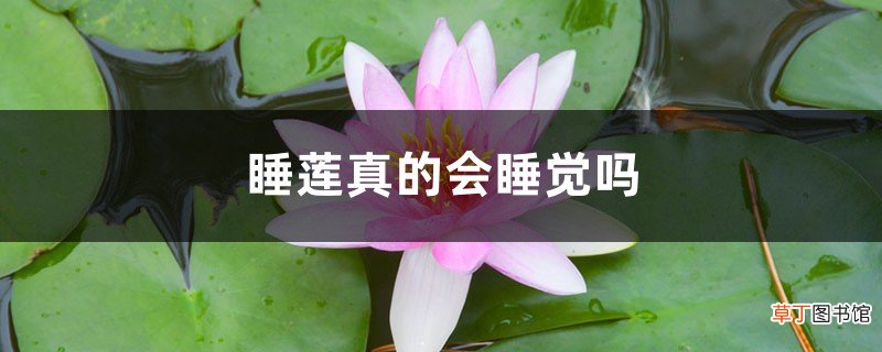 睡莲真的会睡觉吗