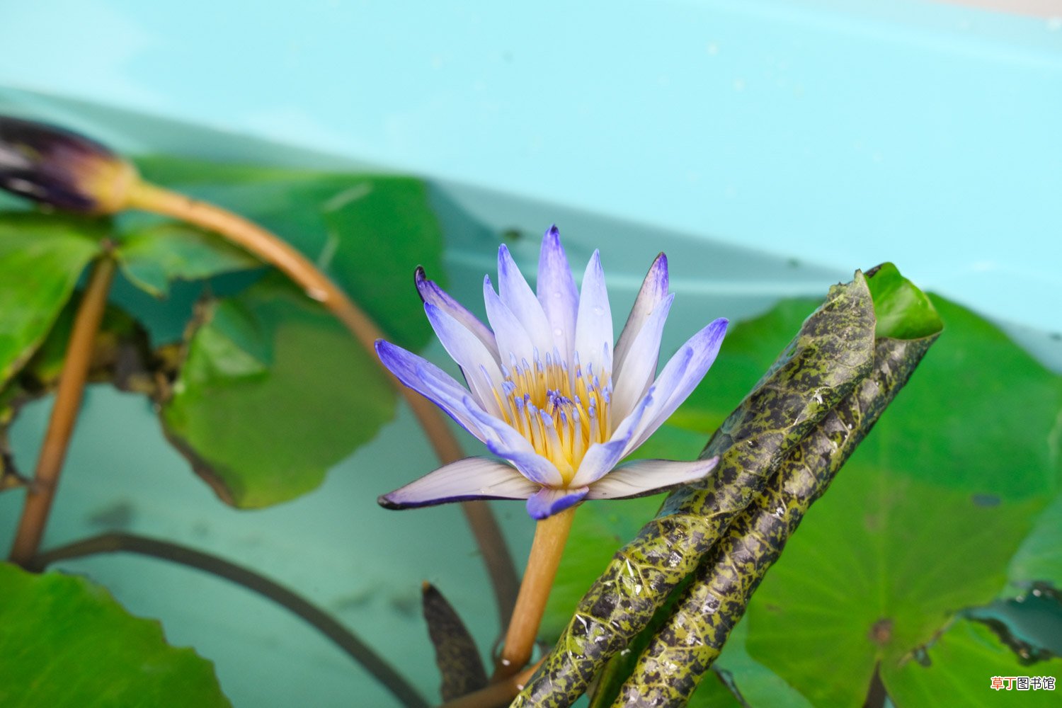 睡莲真的会睡觉吗