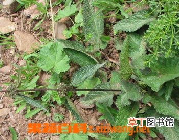 螃蟹甲的功效与作用