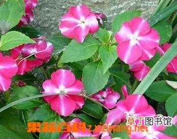 何氏凤仙的功效与培育