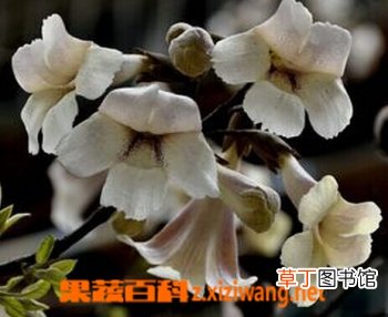 泡桐花的功效与作用
