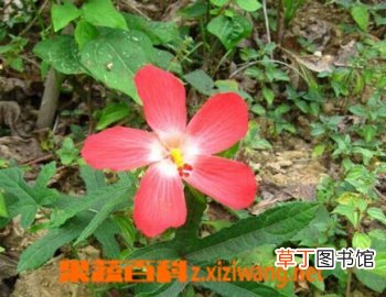 人参花怎么吃比较好 人参花吃法