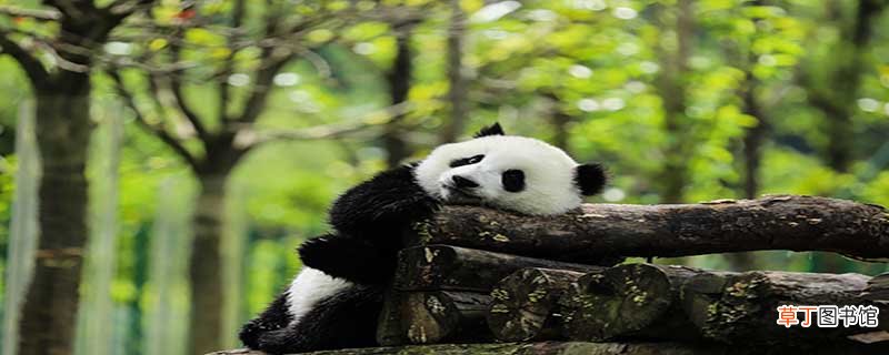大熊猫的外形是怎么样的