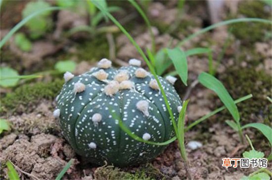 星兜怎么养长得快