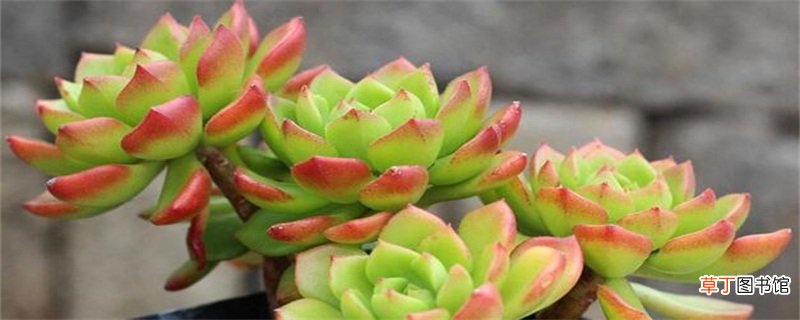 蒂亚怎么养