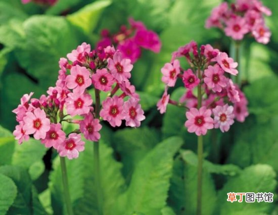 【樱草花】樱草花的养殖以及樱草花的花语代表什么