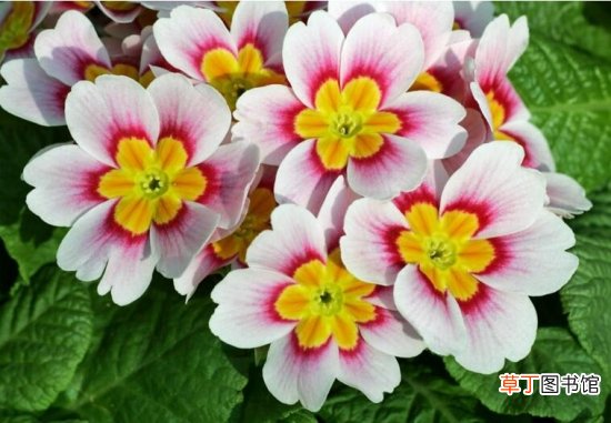【樱草花】樱草花的养殖以及樱草花的花语代表什么