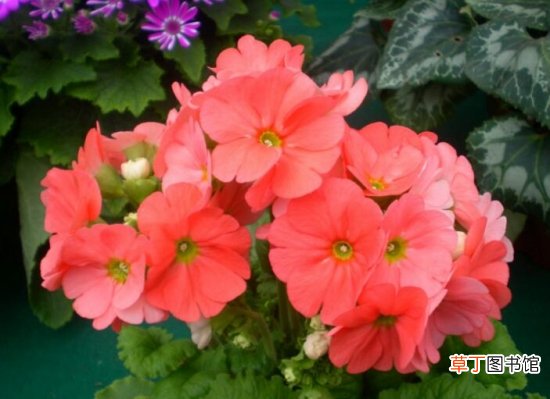 【樱草花】樱草花的养殖以及樱草花的花语代表什么
