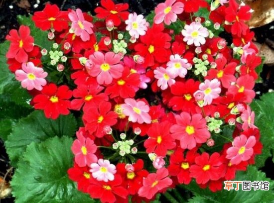 【樱草花】樱草花的养殖以及樱草花的花语代表什么
