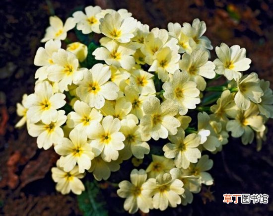 【樱草花】樱草花的养殖以及樱草花的花语代表什么