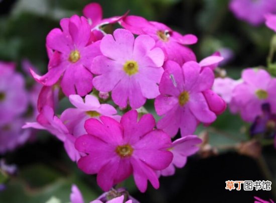 【樱草花】樱草花的养殖以及樱草花的花语代表什么