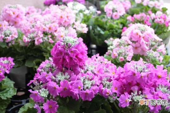 【樱草花】樱草花的养殖以及樱草花的花语代表什么