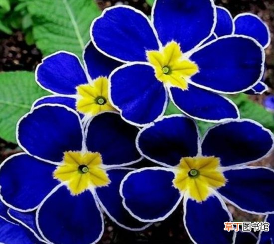 【樱草花】樱草花的养殖以及樱草花的花语代表什么