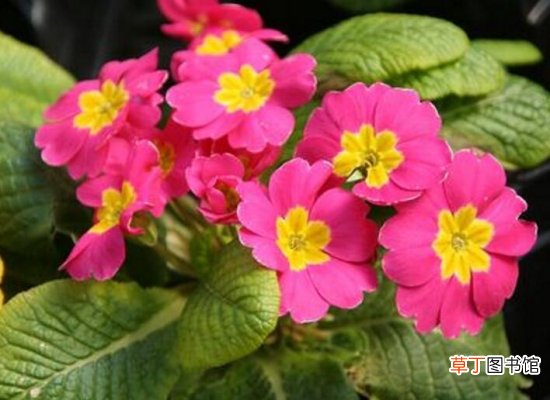 【樱草花】樱草花的养殖以及樱草花的花语代表什么