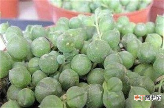 大弦月城的养殖方法和注意事项