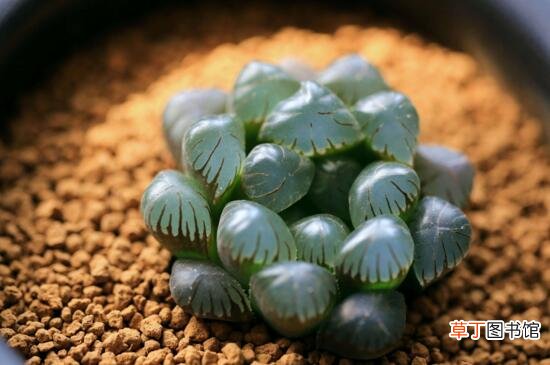 凝脂菊和玉露的区别