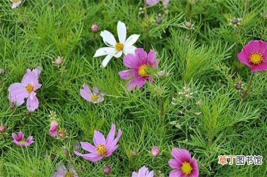 格桑花的花语