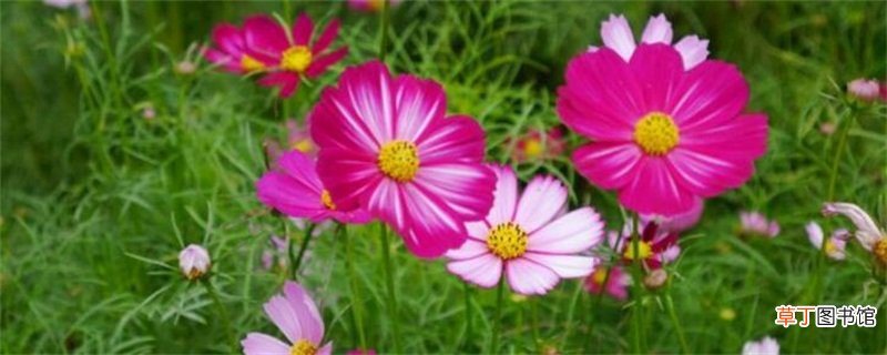 格桑花的花语