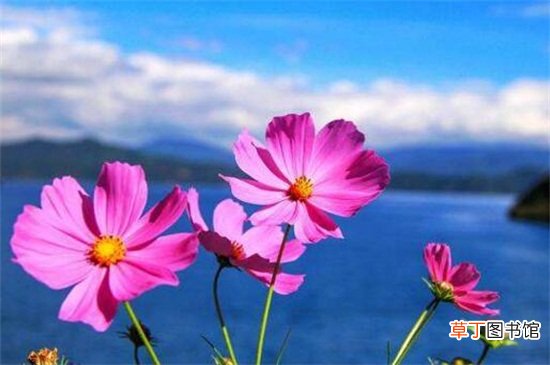 格桑花的花语